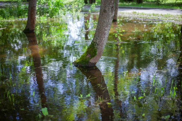 L'albero è nell'acqua. — Foto Stock