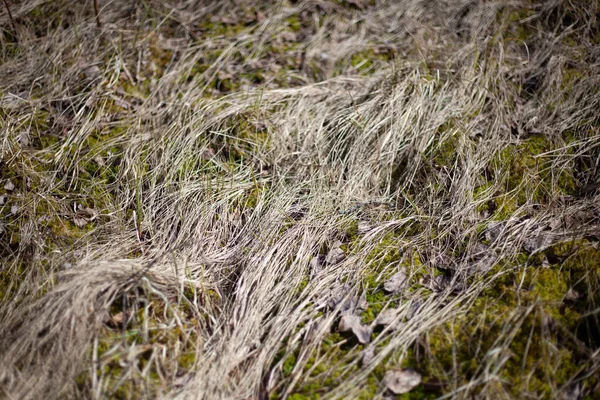 Textura de hierba. Hierbas forestales . — Foto de Stock