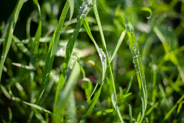 Grass texture with sun glare in the middle of the frame. — Stock Photo, Image
