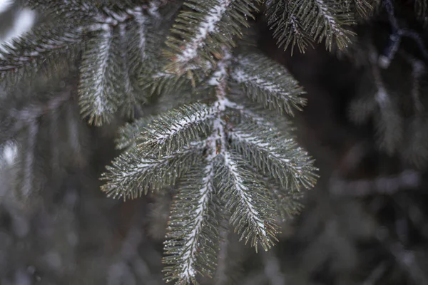 Rama de abeto en invierno. — Foto de Stock