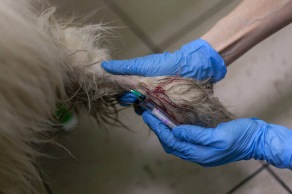 Veterinarian treats a dog. An injection in the dog's paw.