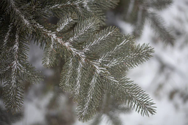 Tannenzweig im Winter. — Stockfoto