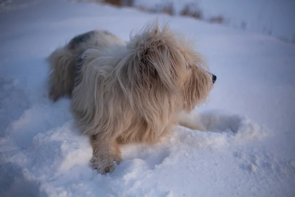 Hund geht im Winter spazieren. — Stockfoto