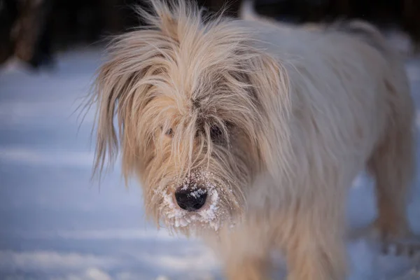 Pies na spacerze w zimie. — Zdjęcie stockowe