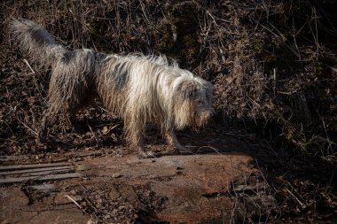 Bataklıkta köpek avı.