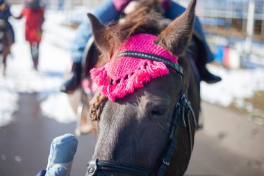 Atın kafası. Atın namlusu. Yakın plan..