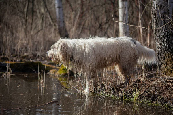 Caçada de cães no pântano . — Fotografia de Stock