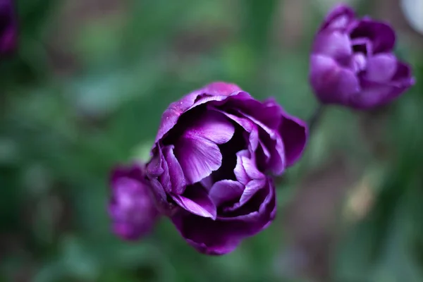 Bahçedeki güzel çiçek. — Stok fotoğraf