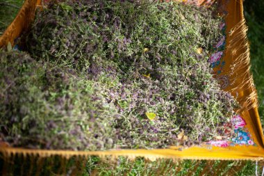 Tedavi amaçlı bitki koleksiyonu. 