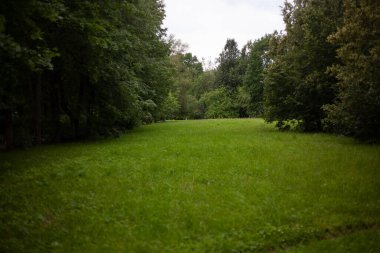 Yeşil Park. Şehir parkında çimleri biçilmiş bir açıklık.. 