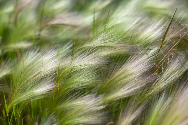 빗질 질감. 밀 밭. — 스톡 사진