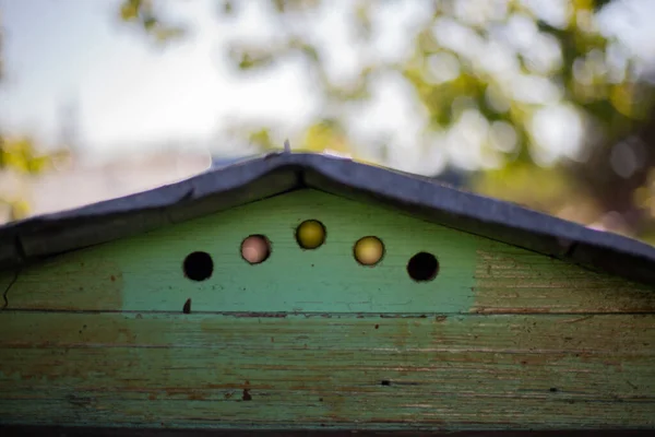 Colmeia de abelhas. O lugar da vida da colmeia . — Fotografia de Stock