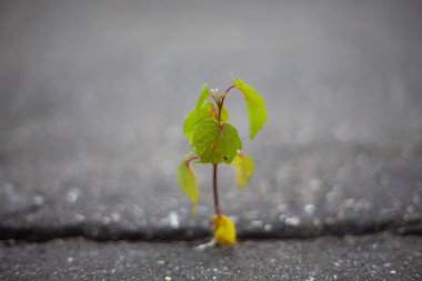 Bitki asfaltta yolunu buldu..