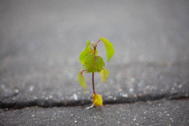 Bitki asfaltta yolunu buldu..