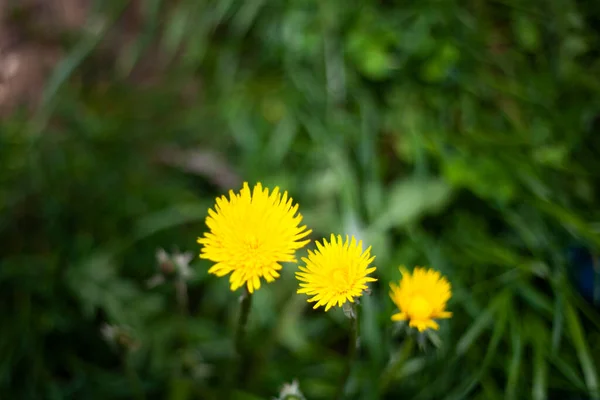 Flor en el jardín. Plantas de jardín . —  Fotos de Stock