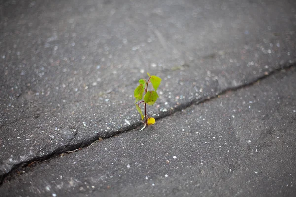 A planta fez seu caminho através do asfalto . — Fotografia de Stock