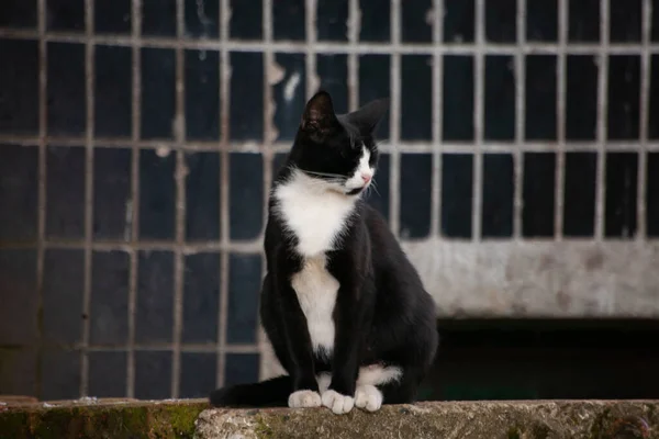 Homeless cat on the street. — Stock Photo, Image