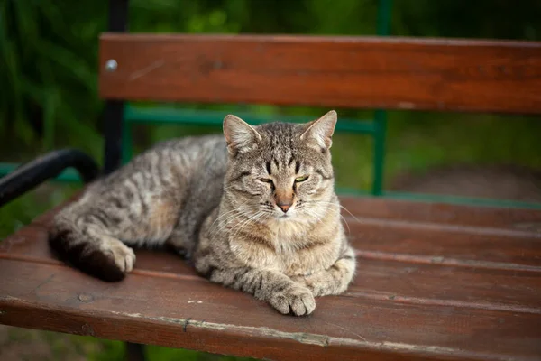 Hemlös katt på gatan. — Stockfoto