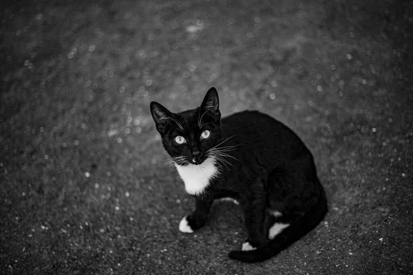 Gatto senzatetto per strada. — Foto Stock