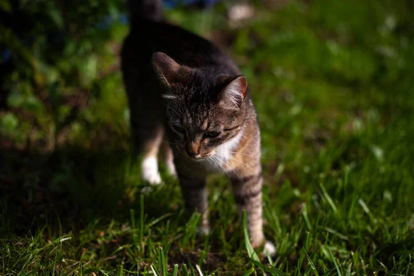 Gatto senzatetto per strada. — Foto Stock