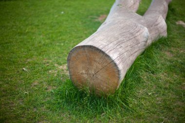 Çimlerin üzerinde yaşlı bir ağaç yatıyor.. 