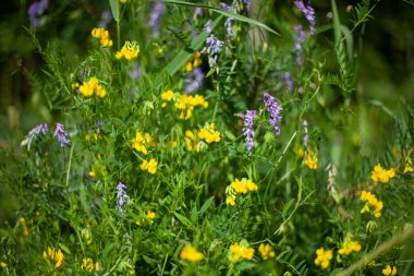 Bir yaz gününde kır çiçekleri.