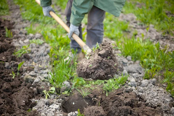 En trädgårdsmästare planterar potatis med en spade. — Stockfoto
