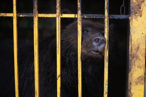 Bear in a cage. Wild beast in the aviary. Keeping an animal in the zoo.