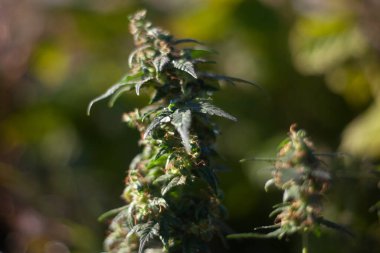 Marihuana doğada yetişir. 