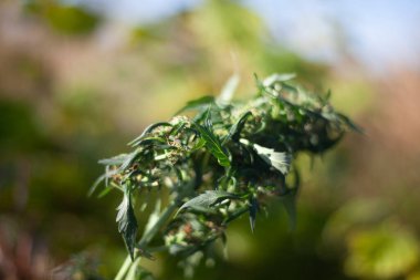 Marihuana doğada yetişir. 
