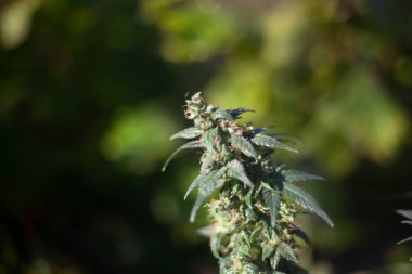 Marihuana doğada yetişir. 