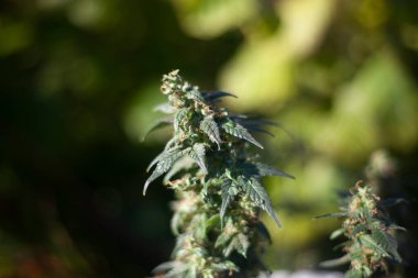 Marihuana doğada yetişir. 