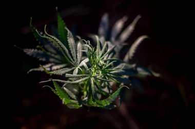 Marihuana doğada yetişir. 