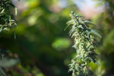 Marihuana doğada yetişir. 