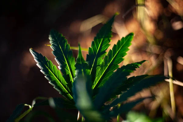 La marihuana crece en la naturaleza. — Foto de Stock