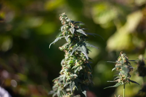 Marihuana doğada yetişir. — Stok fotoğraf