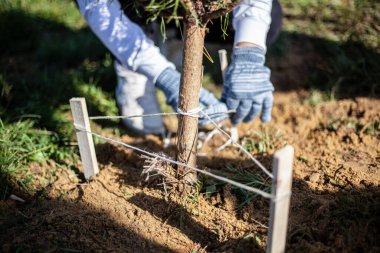 Ağaç toprağa dikildi. Bir bahçe dikiyorum.. 