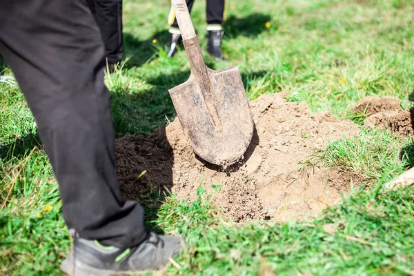 Ağaç toprağa dikildi. Bir bahçe dikiyorum.. 