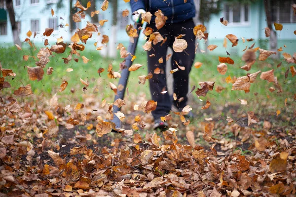 Membersihkan daun di kebun. Tukang kebun mengipasi dedaunan. — Stok Foto