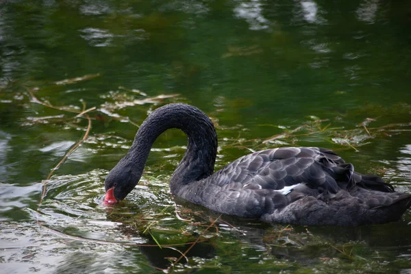 Black swan on the lake.