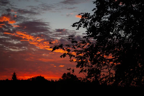 Cielo y bosque antes del amanecer. Fondo cielo matutino. — Foto de Stock