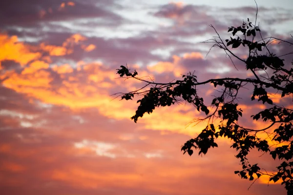 Cielo y bosque antes del amanecer. Fondo cielo matutino. — Foto de Stock
