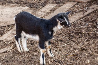 Çiftlikteki keçiler. Keçi otluyor.