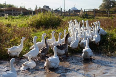 Çiftlikteki kazlar. Beyaz kazlar köyde yürüyor..