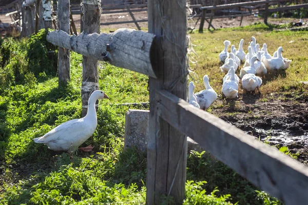 Gansos en la granja. Caminata de gansos blancos en el pueblo. — Foto de Stock