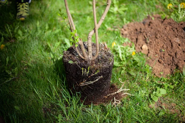 Sapling for planting in the ground. Reforestation — Stock Photo, Image