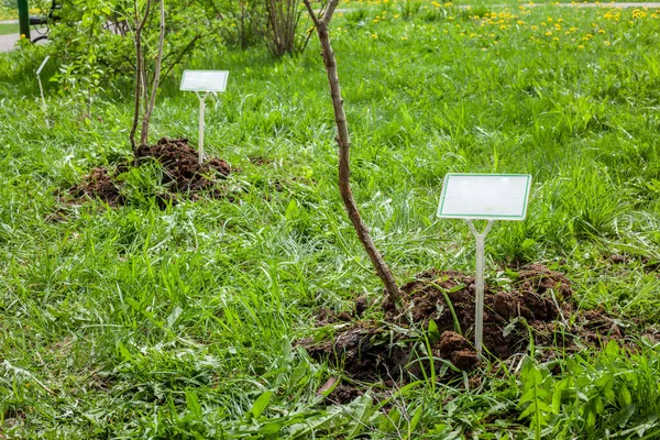 Sapling för plantering i marken. Återbeskogning — Stockfoto