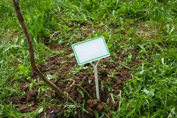 Sapling för plantering i marken. Återbeskogning — Stockfoto