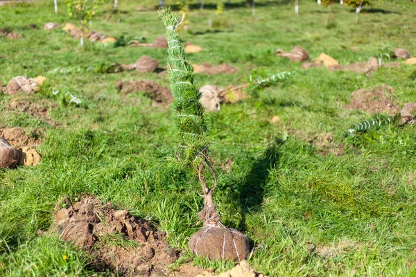 Sapling för plantering i marken. Återbeskogning — Stockfoto