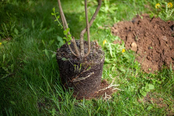 Sapling för plantering i marken. Återbeskogning — Stockfoto
